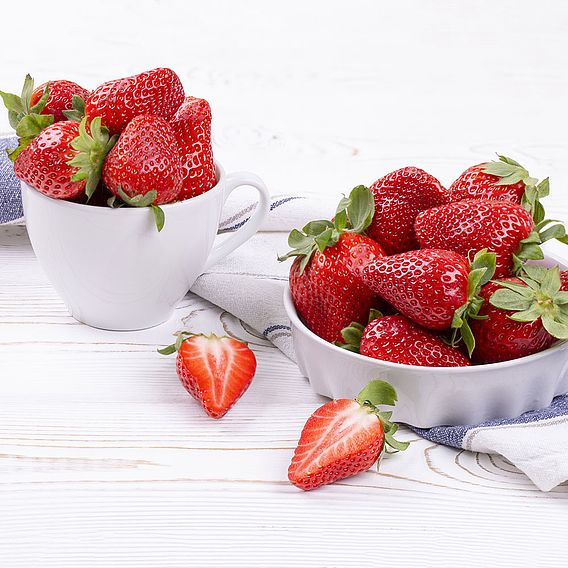 Strawberry Plants - Marshmello