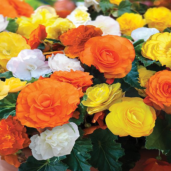 Begonia 'Nonstop Citrus Mix'