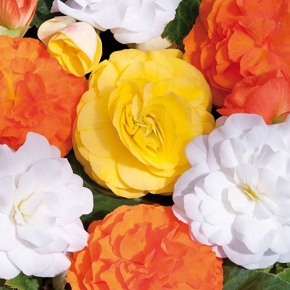 Begonia 'Nonstop Citrus Mix'