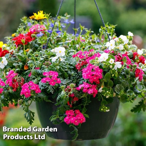 Pre-Planted Hanging Basket Mix