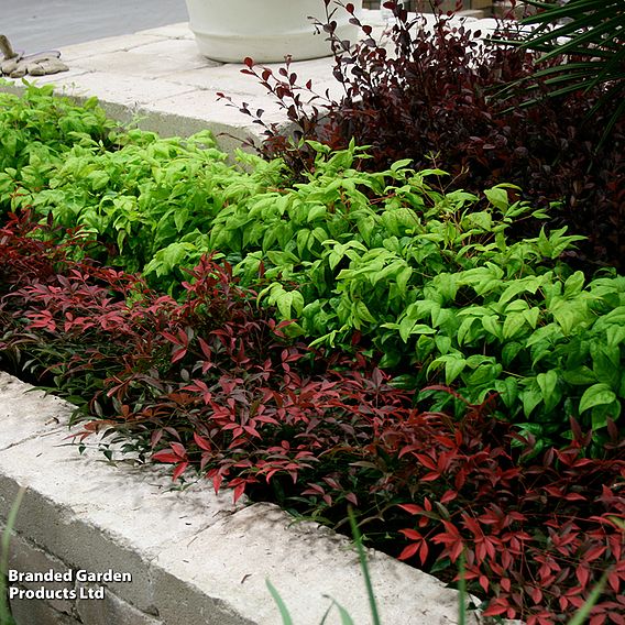 Nandina domestica 'Flirt'
