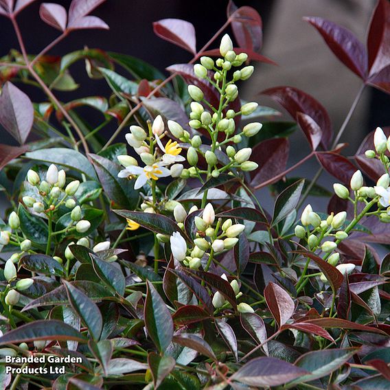 Nandina domestica 'Flirt'