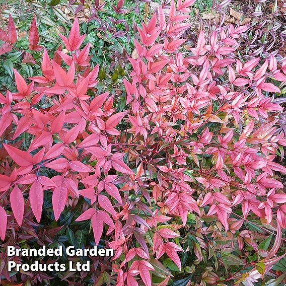 Nandina domestica 'Flirt'