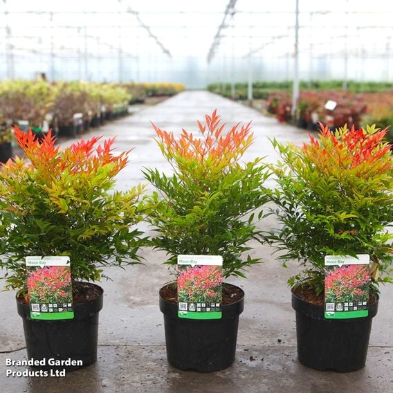 Nandina domestica 'Moon Bay®'