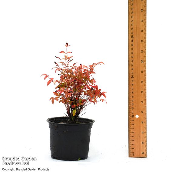 Nandina domestica 'Twilight'
