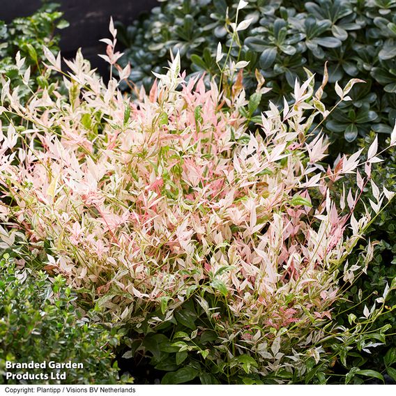 Nandina domestica 'Twilight'