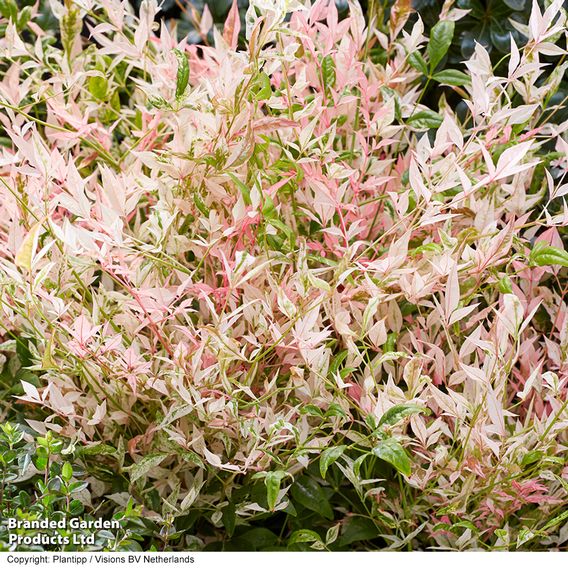 Nandina domestica 'Twilight'