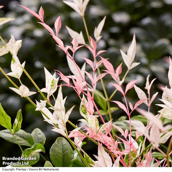 Nandina domestica 'Twilight'