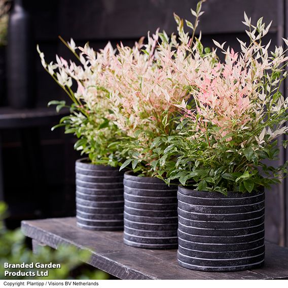 Nandina domestica 'Twilight'