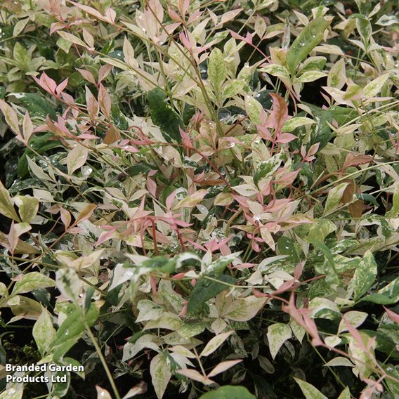Nandina domestica 'Twilight'