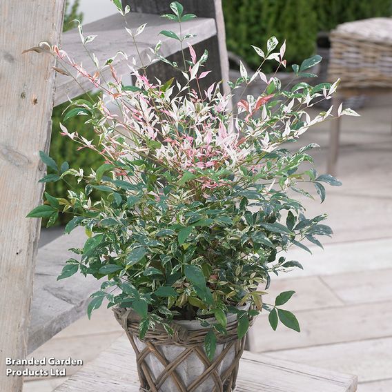 Nandina domestica 'Twilight'