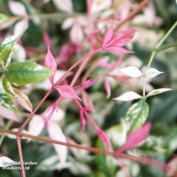 Nandina domestica 'Twilight'