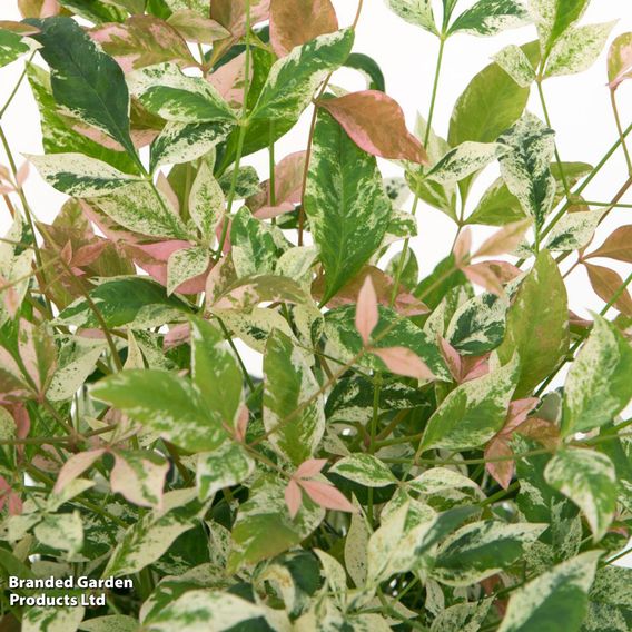 Nandina domestica 'Twilight'