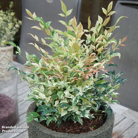 Nandina domestica 'Twilight'