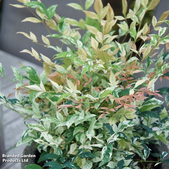 Nandina domestica 'Twilight'