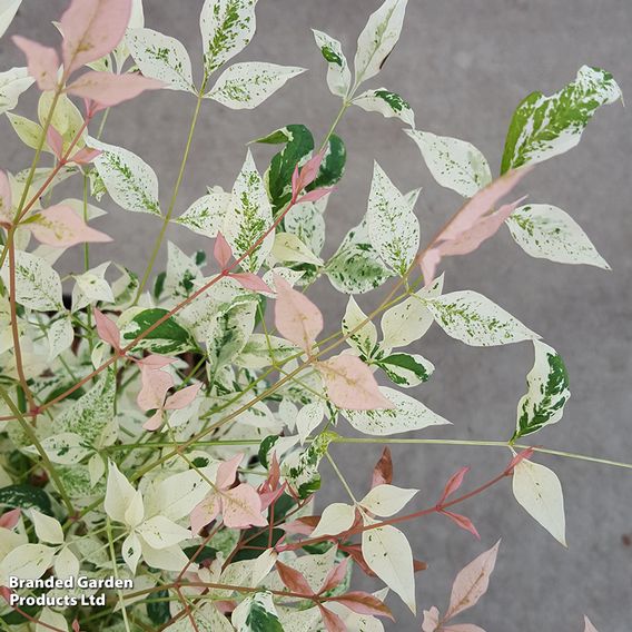 Nandina domestica 'Twilight'