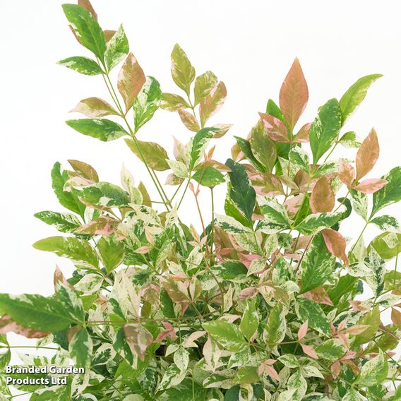 Nandina domestica 'Twilight'