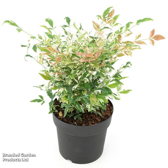 Nandina domestica 'Twilight'