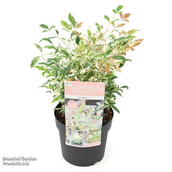 Nandina domestica 'Twilight'