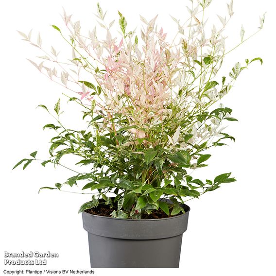 Nandina domestica 'Twilight'