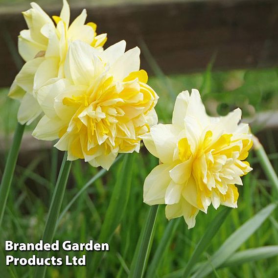 Daffodil 'Dick Wilden'