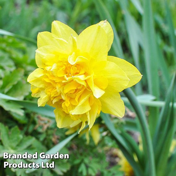 Daffodil 'Dick Wilden'