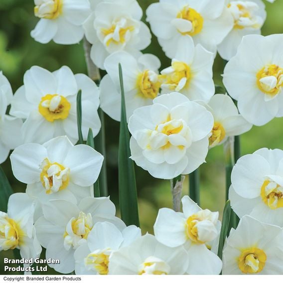 Daffodil 'Scented Collection'