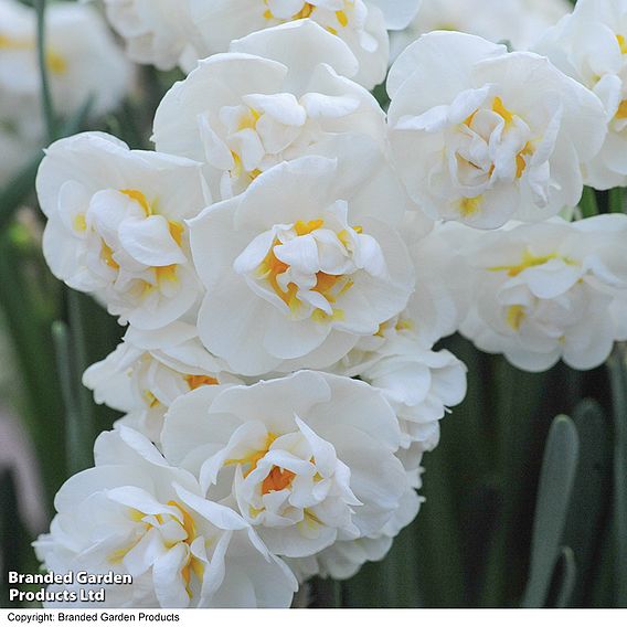 Narcissus 'Cheerfulness'
