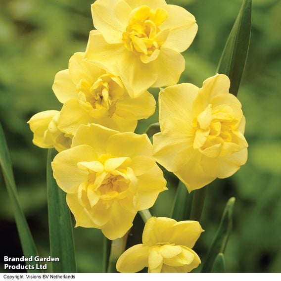 Daffodil 'Scented Collection'