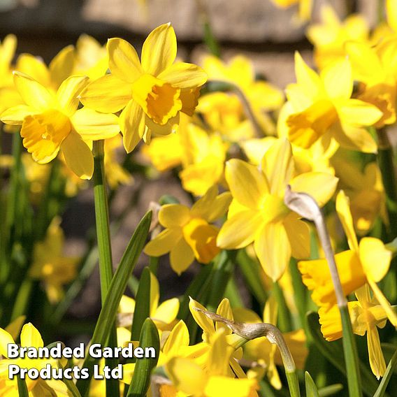 Narcissus 'Cornish Chuckles'