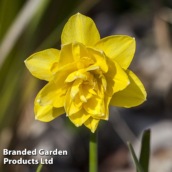 Narcissus 'Cornish Pencrebar'
