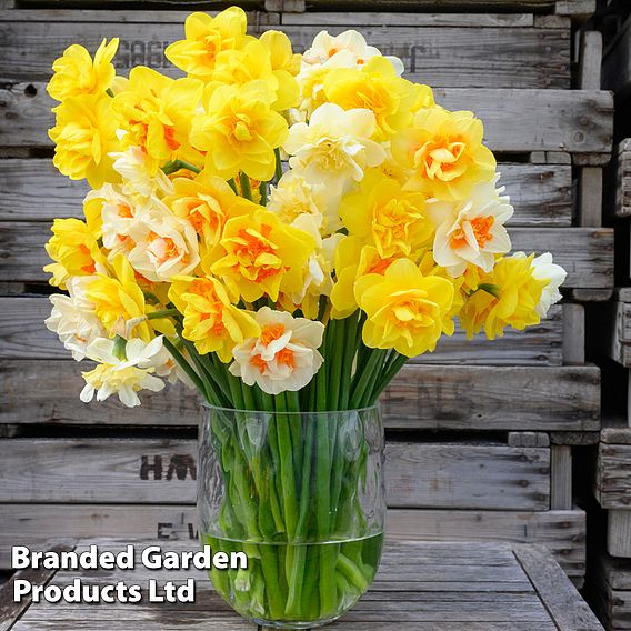 Daffodil Double Classic Mixed | Suttons