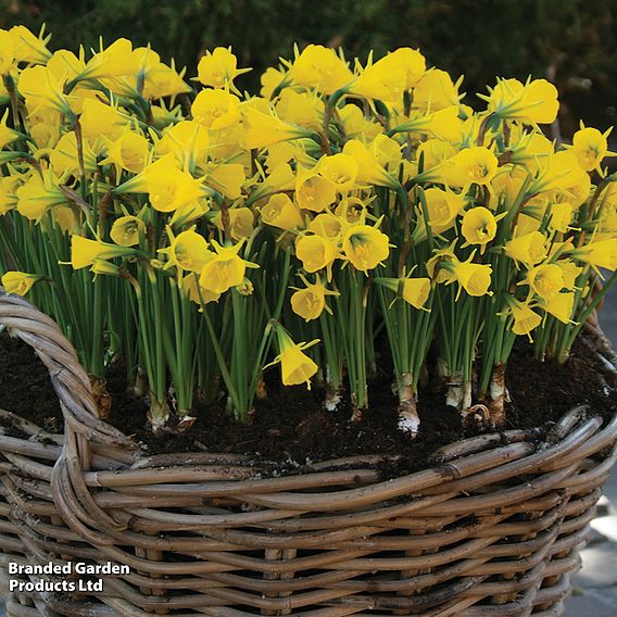 Narcissus bulbocodium 'Golden Bells'
