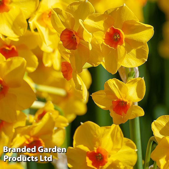 Narcissus 'Golden Dawn'