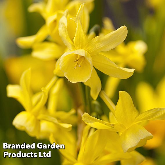 Narcissus 'Hawera'