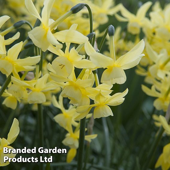 Narcissus 'Hawera'