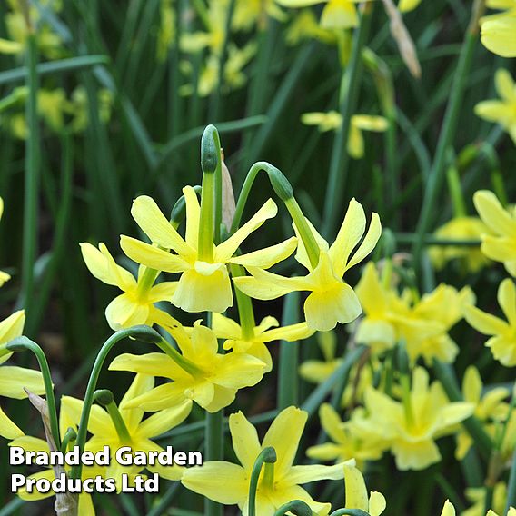 Narcissus 'Hawera'