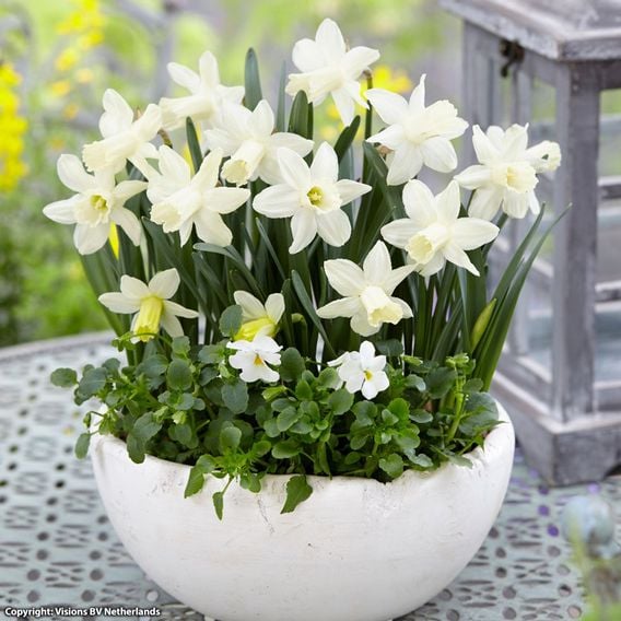 Narcissus 'Ice Baby'