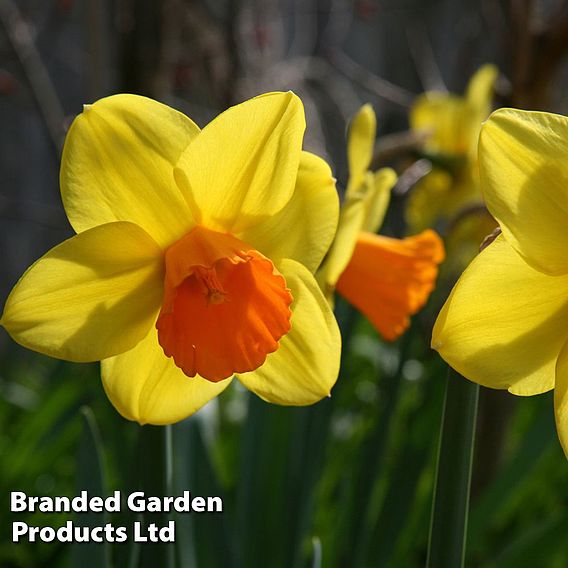 Narcissus 'Jetfire'