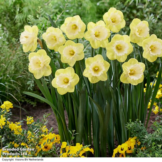 Narcissus 'Mr Vain'