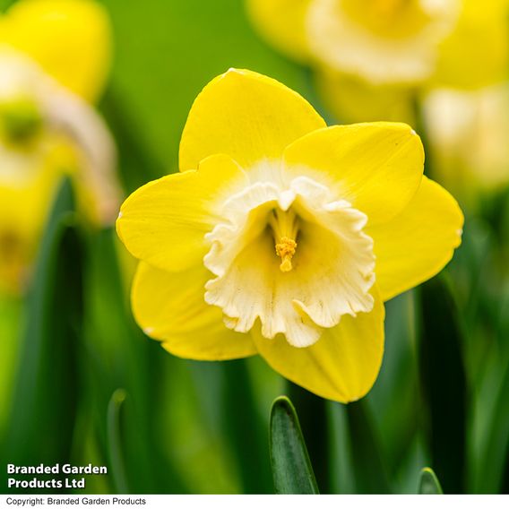 Narcissus 'Mr Vain'