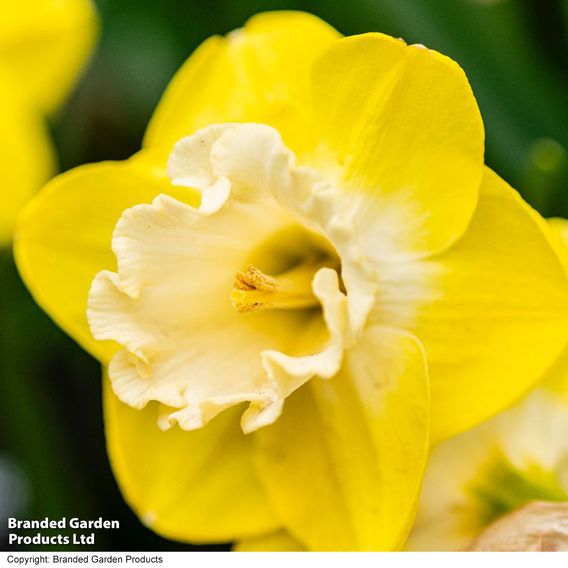 Narcissus 'Mr Vain'