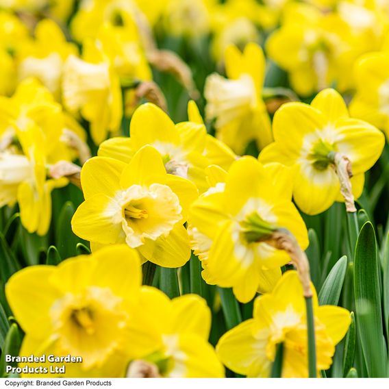 Narcissus 'Mr Vain'