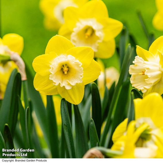 Narcissus 'Mr Vain'