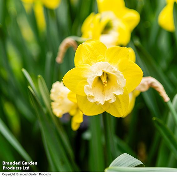 Narcissus 'Mr Vain'
