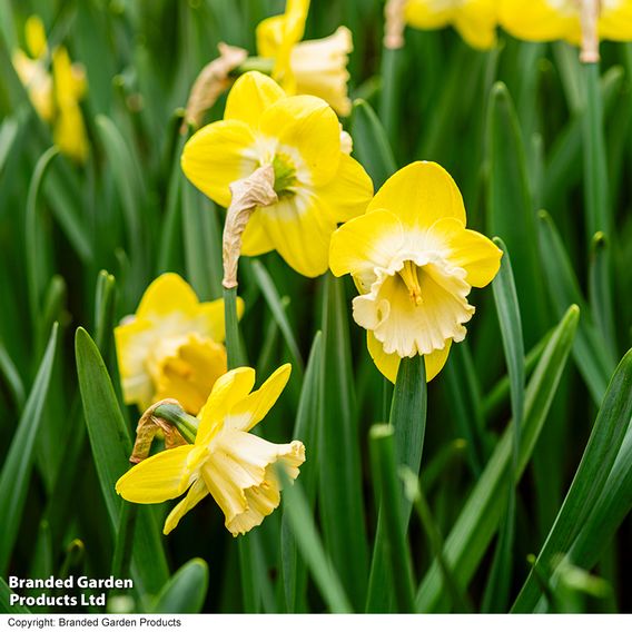 Narcissus 'Mr Vain'