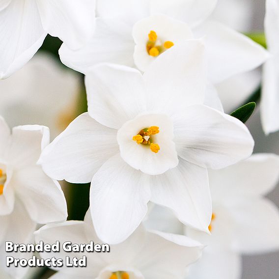 Narcissus 'Paper White'
