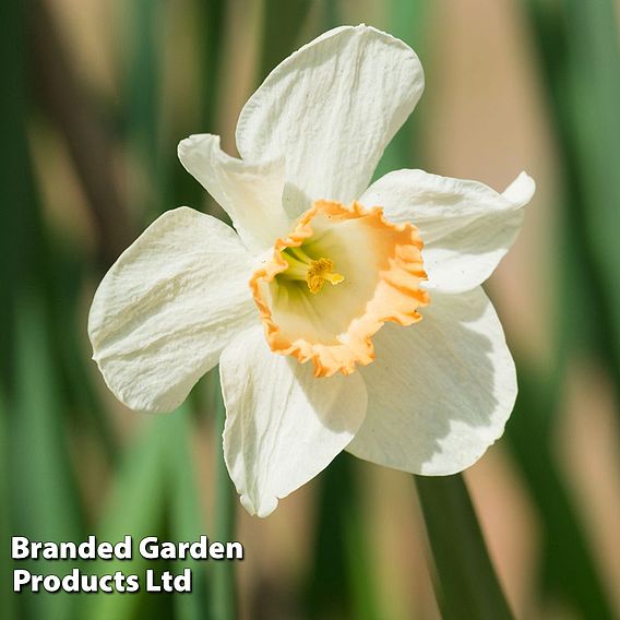 Daffodil 'Passionale'