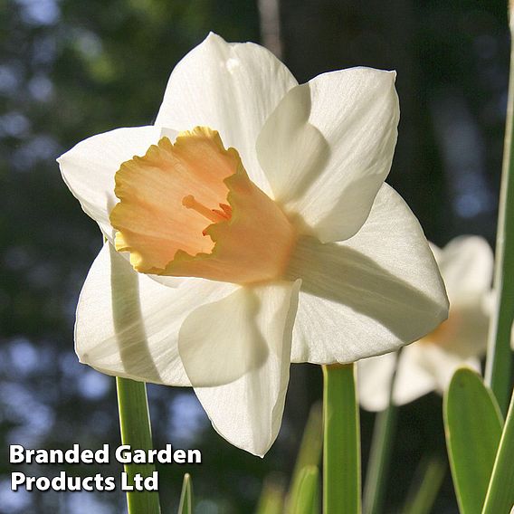 Narcissus 'Passionale'