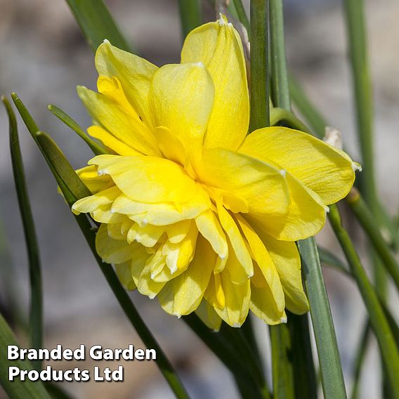 Narcissus 'Cornish Pencrebar'